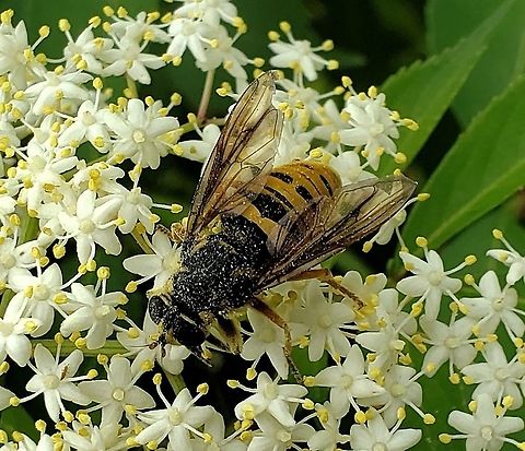 Temnostoma excentrica This is a picture of a Temnostoma excentrica on the North Tract of the Patuxent Research Refuge near Fort Meade, Maryland. Black-spotted Falsehorn,Geotagged,Spring,Temnostoma excentrica,United States
