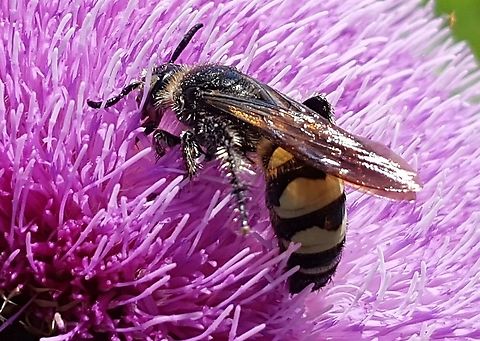 Feather-legged Scoliid Wasp