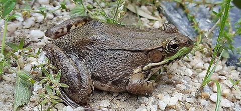 Green Frog This is a picture of a Green Frog on the North Tract of the Patuxent Research Refuge near Fort Meade, Maryland. Geotagged,Green frog,Lithobates clamitans,Spring,United States
