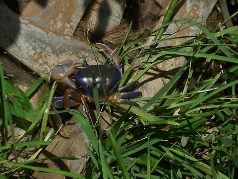 Blue Land Crab On Hutchinson Island This is a picture of a Cardisoma guanhumi on Hutchinson Island in Saint Lucie County, Florida. Blue land crab,Cardisoma guanhumi,Geotagged,Summer,United States