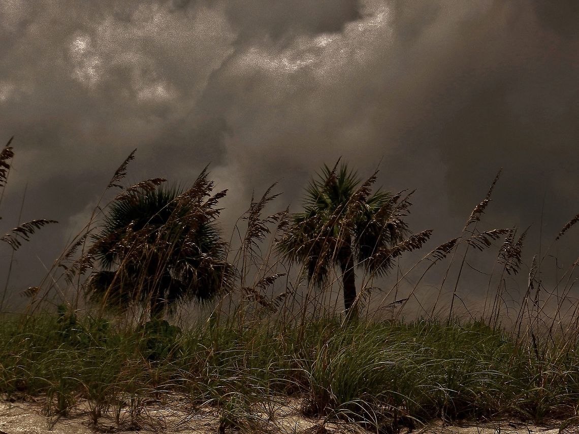 Palmetto Palms On Hutchinson Island This is a picture of a pair of Palmetto Palm Trees on Hutchinson Island in Saint Lucie County, Florida. Geotagged,Sabal palmetto,Summer,United States,cabbage palmetto