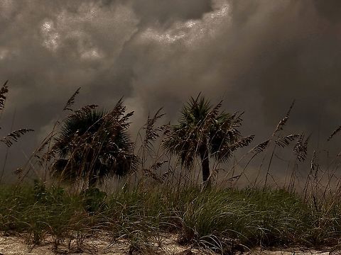 Palmetto Palms On Hutchinson Island This is a picture of a pair of Palmetto Palm Trees on Hutchinson Island in Saint Lucie County, Florida. Geotagged,Sabal palmetto,Summer,United States,cabbage palmetto