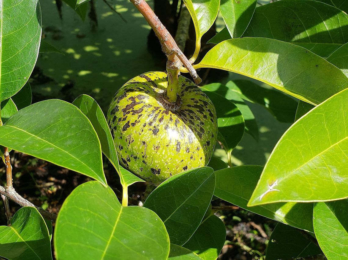 Pond Apple In Florida This is a picture of a Pond Apple at Indian Riverside Park in Jensen Beach, Florida. Annona glabra,Geotagged,Pond apple,Summer,United States