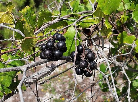 Muscadine Grapes This is a picture of Muscadine Grapes at Seabranch Preserve State Park in Martin County, Florida. Geotagged,Muscadine,Summer,United States,Vitis rotundifolia