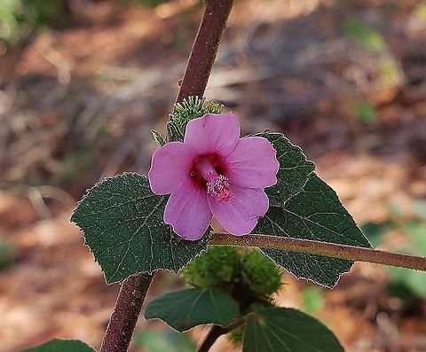 Urena lobata This is a picture of Urena lobata in Martin County, Florida. Caesarweed,Geotagged,United States,Urena lobata,Winter