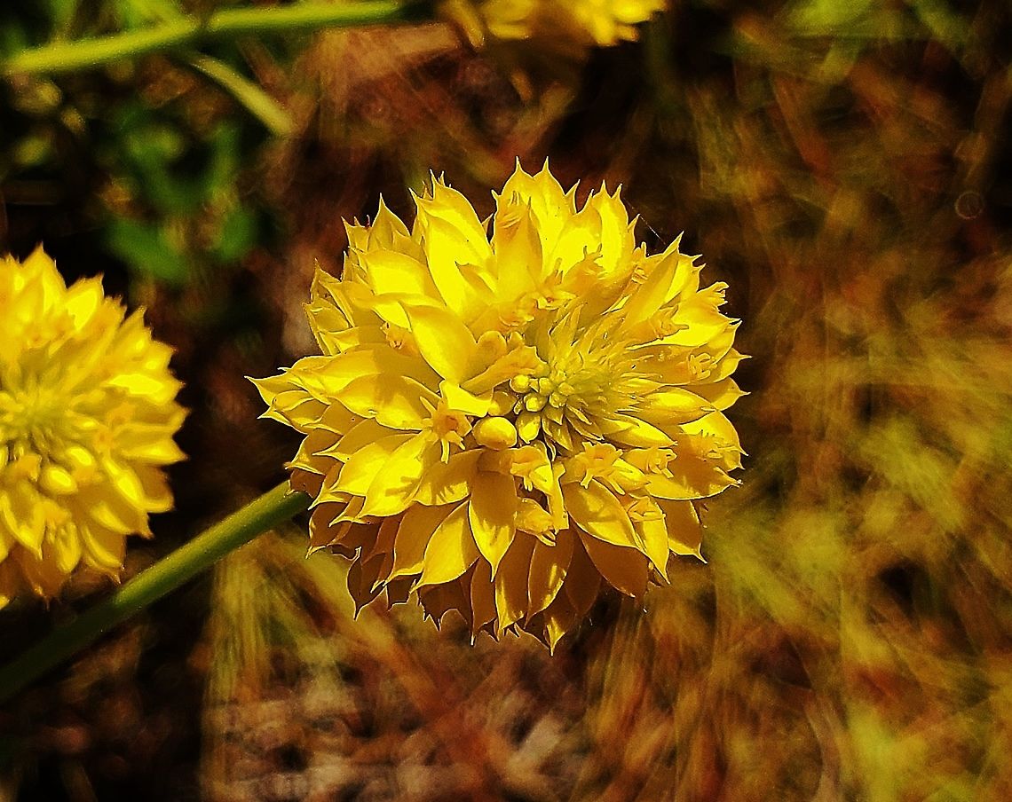 Yellow Milkwort This is a picture of Polygala rugelii at Savannas Preserve State Park in Port Saint lucie, Florida. Geotagged,Polygala rugelii,Summer,United States,Yellow milkwort