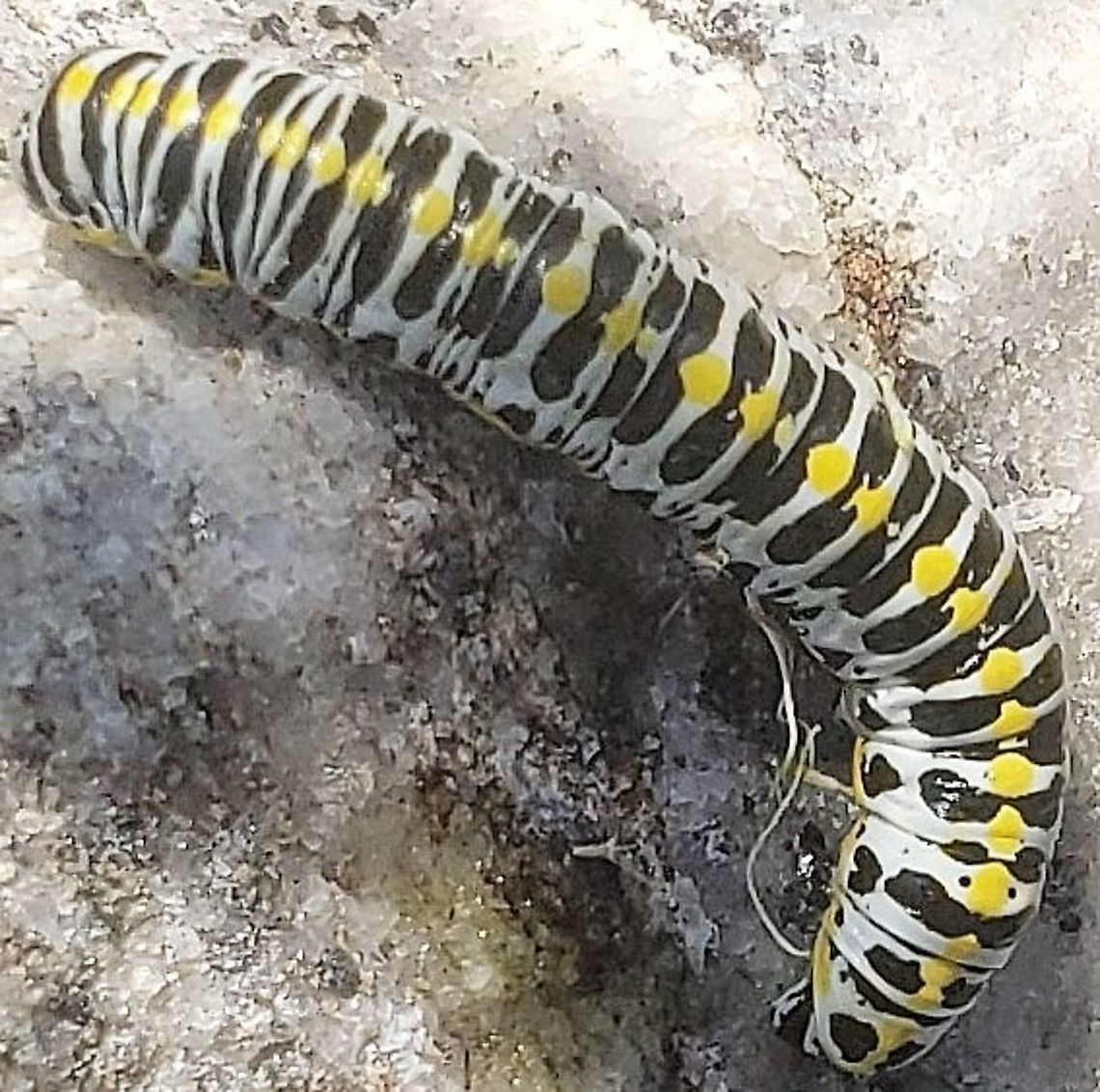 Cucullia speyeri This is a picture of a Cucullia speyeri on the North Tract of the Patuxent Research Refuge near Fort Meade, Maryland. Cucullia speyeri,Geotagged,Summer,United States