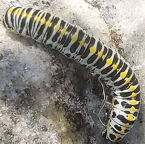 Cucullia speyeri This is a picture of a Cucullia speyeri on the North Tract of the Patuxent Research Refuge near Fort Meade, Maryland. Cucullia speyeri,Geotagged,Summer,United States