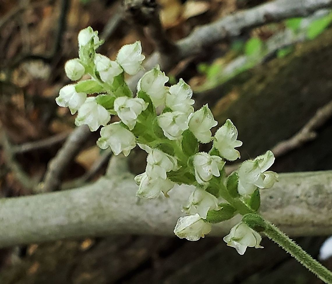 Downy Rattlesnake Plantain This is a picture of Downy Rattlesnake Plantain on the North Tract of the Patuxent Research Refuge near Fort Meade, Maryland.  Downy rattlesnake plantain,Geotagged,Goodyera pubescens,Summer,United States