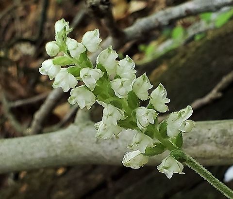 Downy Rattlesnake Plantain This is a picture of Downy Rattlesnake Plantain on the North Tract of the Patuxent Research Refuge near Fort Meade, Maryland.  Downy rattlesnake plantain,Geotagged,Goodyera pubescens,Summer,United States
