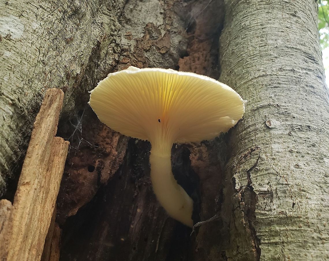 Pleurotus dryinus This is a picture of Pleurotus dryinus on the North Tract of the Patuxent Research Refuge near Fort Meade, Maryland.<br />
 Geotagged,Pleurotus dryinus,Summer,United States