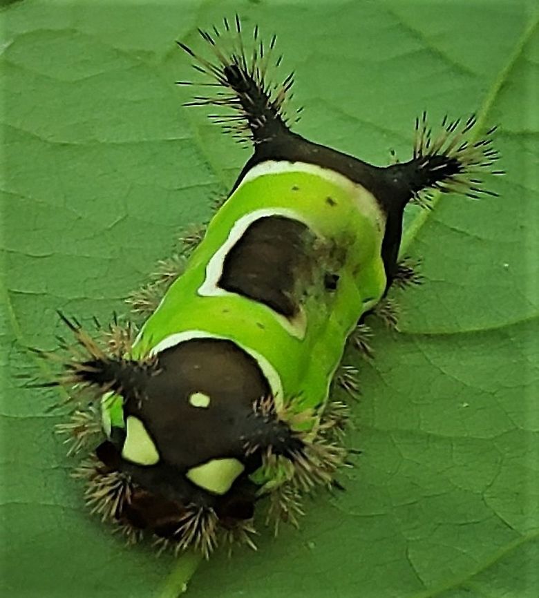 Saddleback Caterpillar At North Tract This is a picture of a Acharia stimulea on the North Tract of the Patuxent Research Refuge near Fort Meade, Maryland. Acharia stimulea,Geotagged,Saddleback Caterpillar,Summer,United States