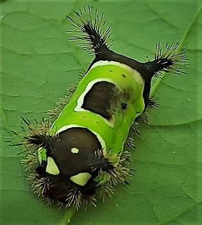 Saddleback Caterpillar At North Tract This is a picture of a Acharia stimulea on the North Tract of the Patuxent Research Refuge near Fort Meade, Maryland. Acharia stimulea,Geotagged,Saddleback Caterpillar,Summer,United States