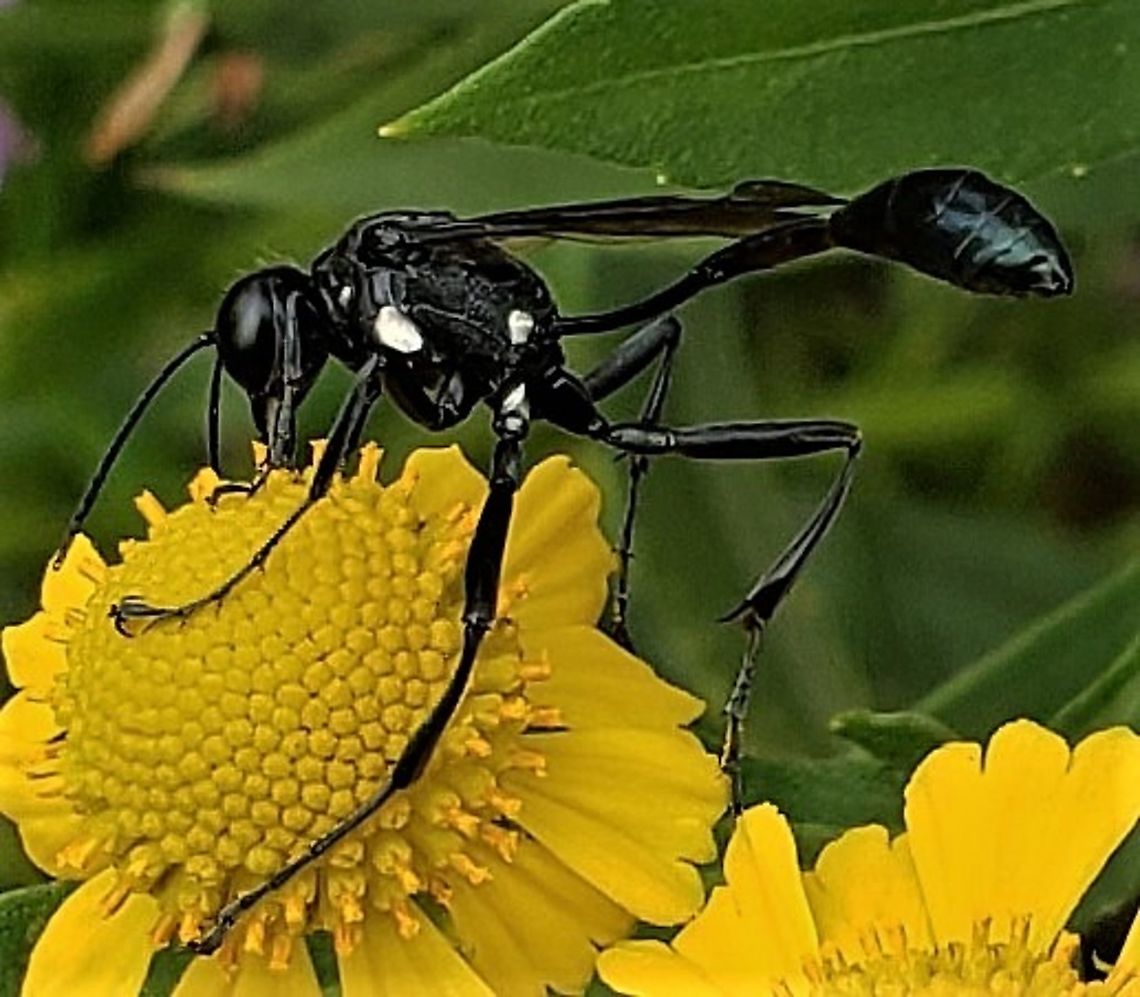 Eremnophila aureonotata This is a picture of a Eremnophila aureonotata on the North Tract of the Patuxent Research Refuge near Fort Meade, Maryland.  Eremnophila aureonotata,Geotagged,Summer,United States