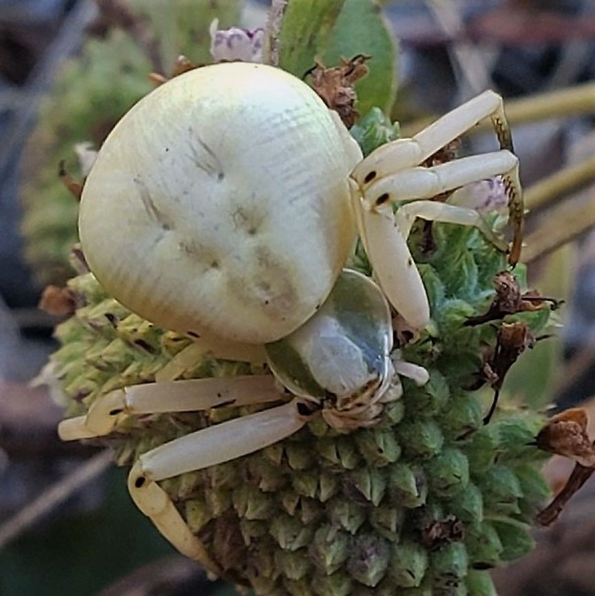 Misumenoides formosipes This is a picture of Misumenoides formosipes on the North Tract of the Patuxent Research Refuge near Fort Meade, Maryland.  Geotagged,Misumenoides formosipes,Summer,United States,White-banded Crab Spider