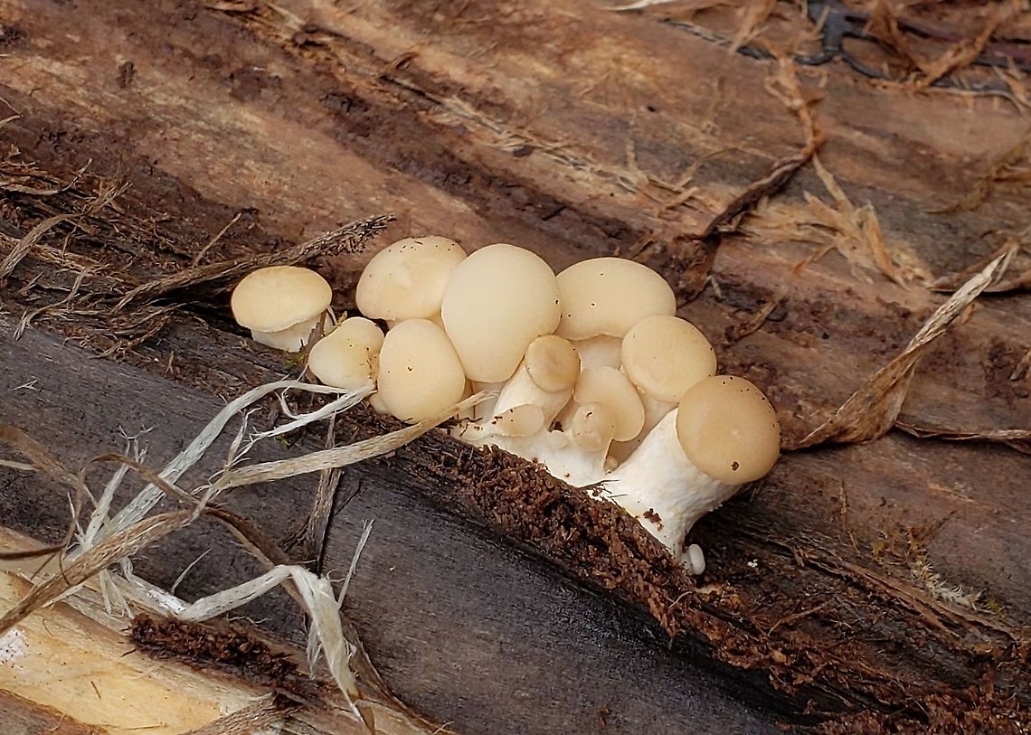 Immature Oyster Mushrooms This is a picture of oyster mushrooms at the Bacon Ridge Natural Area in Crownsville, Maryland. Geotagged,Oyster mushroom,Pleurotus ostreatus,United States,Winter