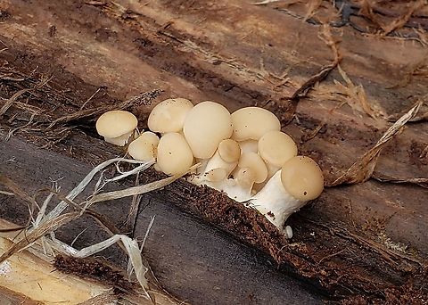 Immature Oyster Mushrooms This is a picture of oyster mushrooms at the Bacon Ridge Natural Area in Crownsville, Maryland. Geotagged,Oyster mushroom,Pleurotus ostreatus,United States,Winter
