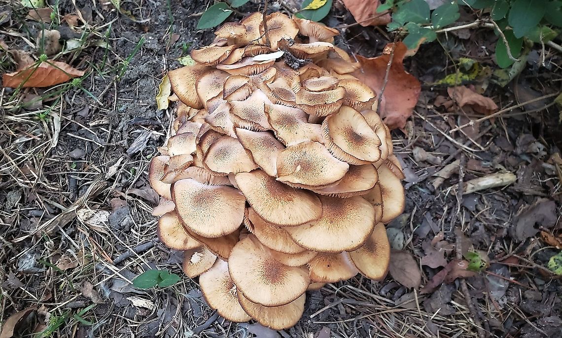 Ringless Honey Mushrooms At Looper's Field This is a picture of Ringless Honey Mushrooms at Looper&#039;s Field in Pasadena, Maryland. Armillaria tabescens,Fall,Geotagged,Ringless Honey Mushroom,United States