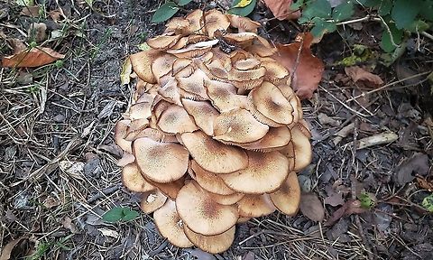 Ringless Honey Mushrooms At Looper's Field This is a picture of Ringless Honey Mushrooms at Looper's Field in Pasadena, Maryland. Armillaria tabescens,Fall,Geotagged,Ringless Honey Mushroom,United States