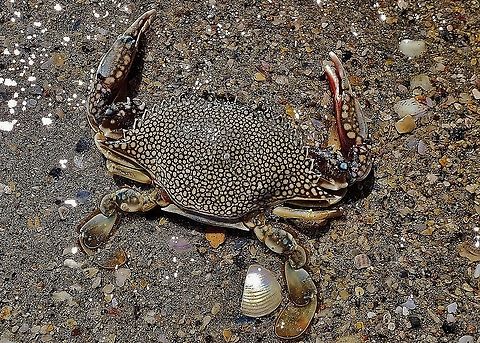 Speckled Crab on Hutchinson Island This is a picture of a Arenaeus cribrarius on Hutchinson Island in Jensen Beach, Florida. Arenaeus cribrarius,Geotagged,Summer,United States