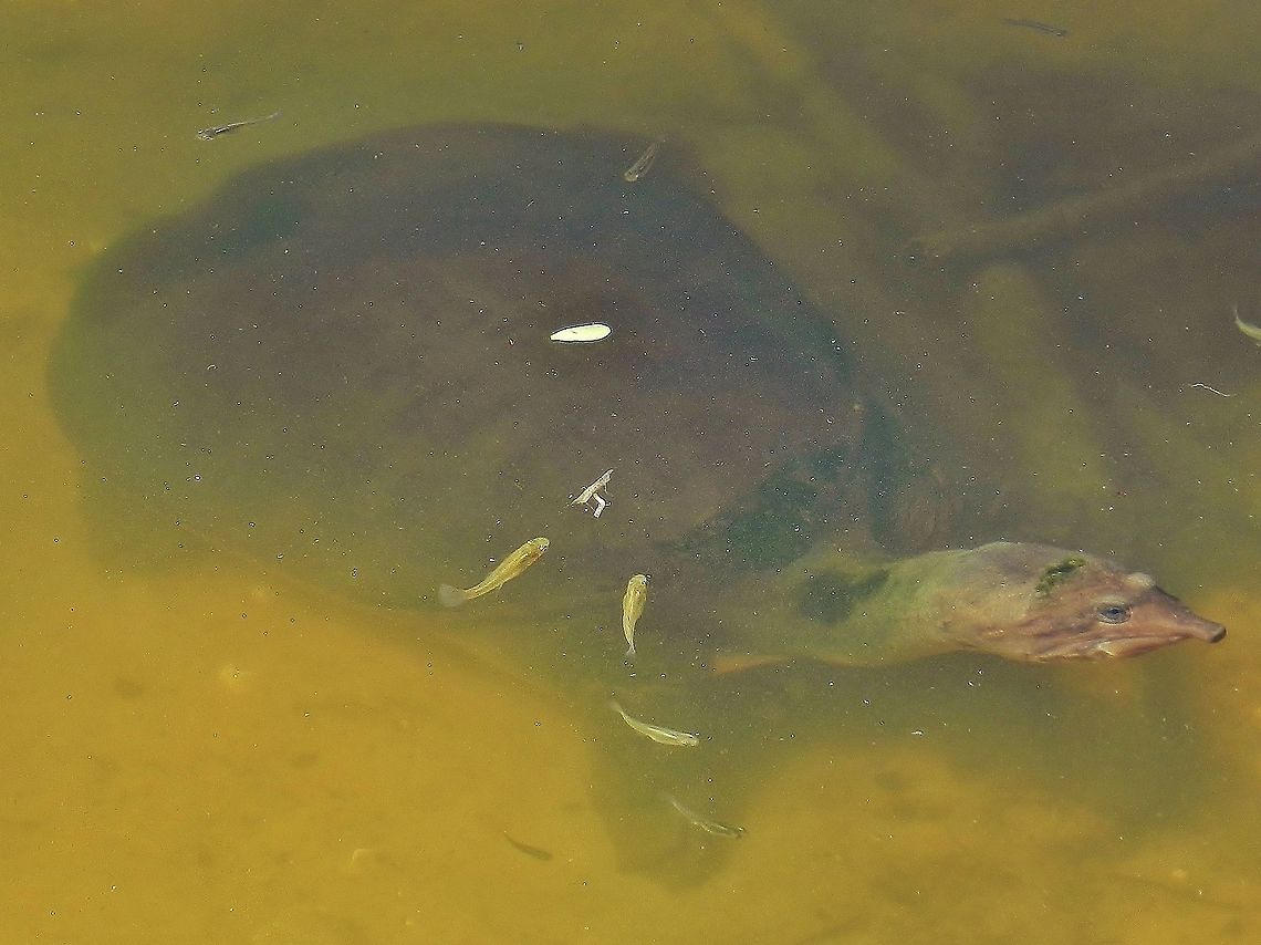 Florida Softshell Turtle This is a picture of a florida Softshell Turtle at Indian Riverside Park in Jensen Beach, Florida. Apalone ferox,Florida softshell turtle,Geotagged,Summer,United States