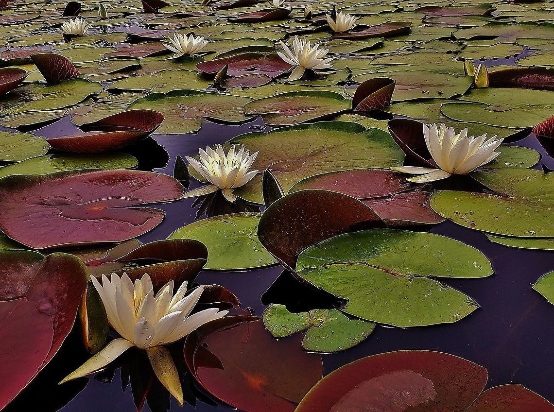 Fragrant Water Lilies At South Tract This is a picture of water lilies at Cash Lake on the South Tract of the Patuxent Research Refuge near Laurel, Maryland. American White Waterlily,Geotagged,Nymphaea odorata,Summer,United States
