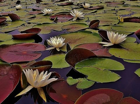Fragrant Water Lilies At South Tract This is a picture of water lilies at Cash Lake on the South Tract of the Patuxent Research Refuge near Laurel, Maryland. American White Waterlily,Geotagged,Nymphaea odorata,Summer,United States