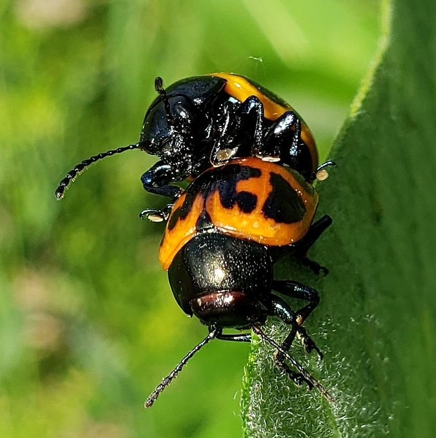 Swamp Milkweed Beetles This is a picture of Labidomera clivicollis at the Governor Bridge Natural Area in Bowie, Maryland. Geotagged,Labidomera clivicollis,Milkweed leaf beetle,Spring,United States