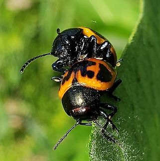 Swamp Milkweed Beetles This is a picture of Labidomera clivicollis at the Governor Bridge Natural Area in Bowie, Maryland. Geotagged,Labidomera clivicollis,Milkweed leaf beetle,Spring,United States