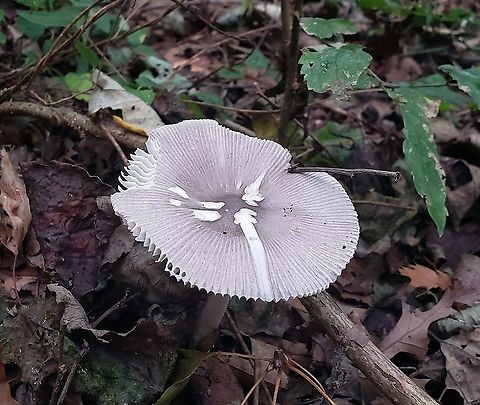 Amanita Vaginata On Kent Island This is a picture of Amanita Vaginata along the Cross Island Trail on Kent Island in Queen Anne's County, Maryland. Amanita vaginata,Geotagged,Grisette,Summer,United States
