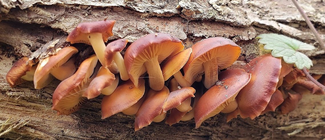 Velvet Foot Mushrooms At Patapsco This is a picture of Velvet Foot Mushrooms at Patapsco Valley State Park in Howard County, Maryland. Enoki,Fall,Flammulina velutipes,Geotagged,United States
