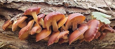 Velvet Foot Mushrooms At Patapsco This is a picture of Velvet Foot Mushrooms at Patapsco Valley State Park in Howard County, Maryland. Enoki,Fall,Flammulina velutipes,Geotagged,United States