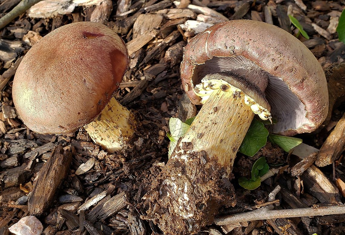 Wine Cap Stropharia This is a picture of Stropharia rugosoannulata at Patapsco Valley State Park in Howard County, Maryland.<br />
 Geotagged,King Stropharia,Spring,Stropharia rugosoannulata,United States