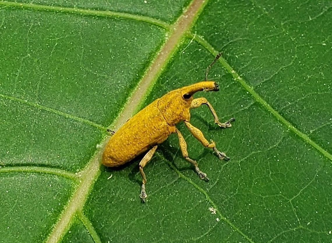 Lixus concavus This is a picture of Lixus concavus along the Grist Mill Trail at Patapsco Valley State Park in Catonsville, Maryland.<br />
 Geotagged,Lixus concavus,Rhubarb curculio,Spring,United States