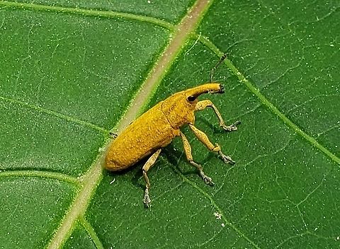 Lixus concavus This is a picture of Lixus concavus along the Grist Mill Trail at Patapsco Valley State Park in Catonsville, Maryland.
 Geotagged,Lixus concavus,Rhubarb curculio,Spring,United States