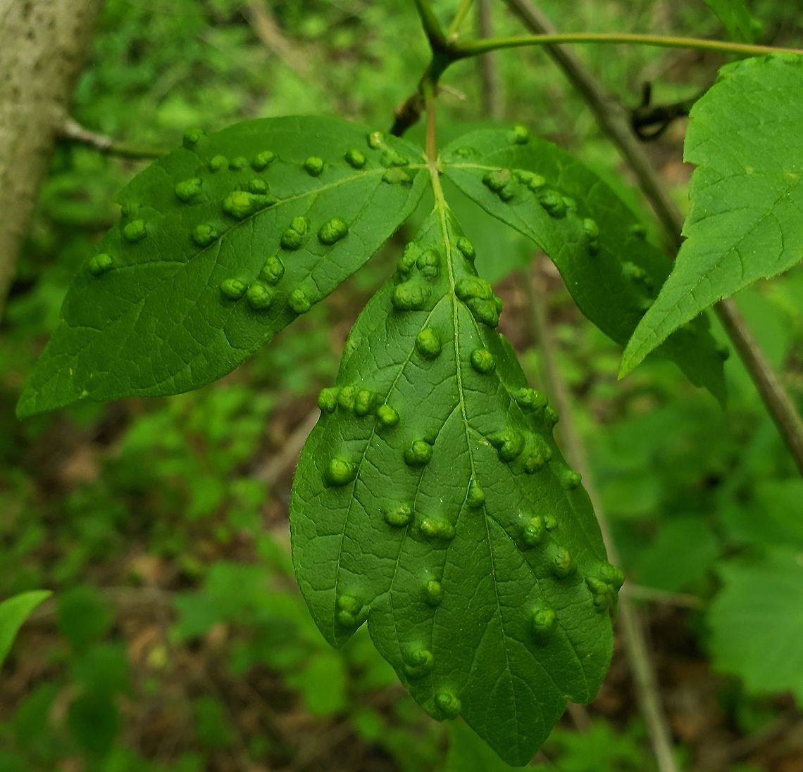 Aceria negundi This is a picture of a Boxelder Maple infected with the Aceria negundi mite.  Aceria negundi,Geotagged,Spring,United States