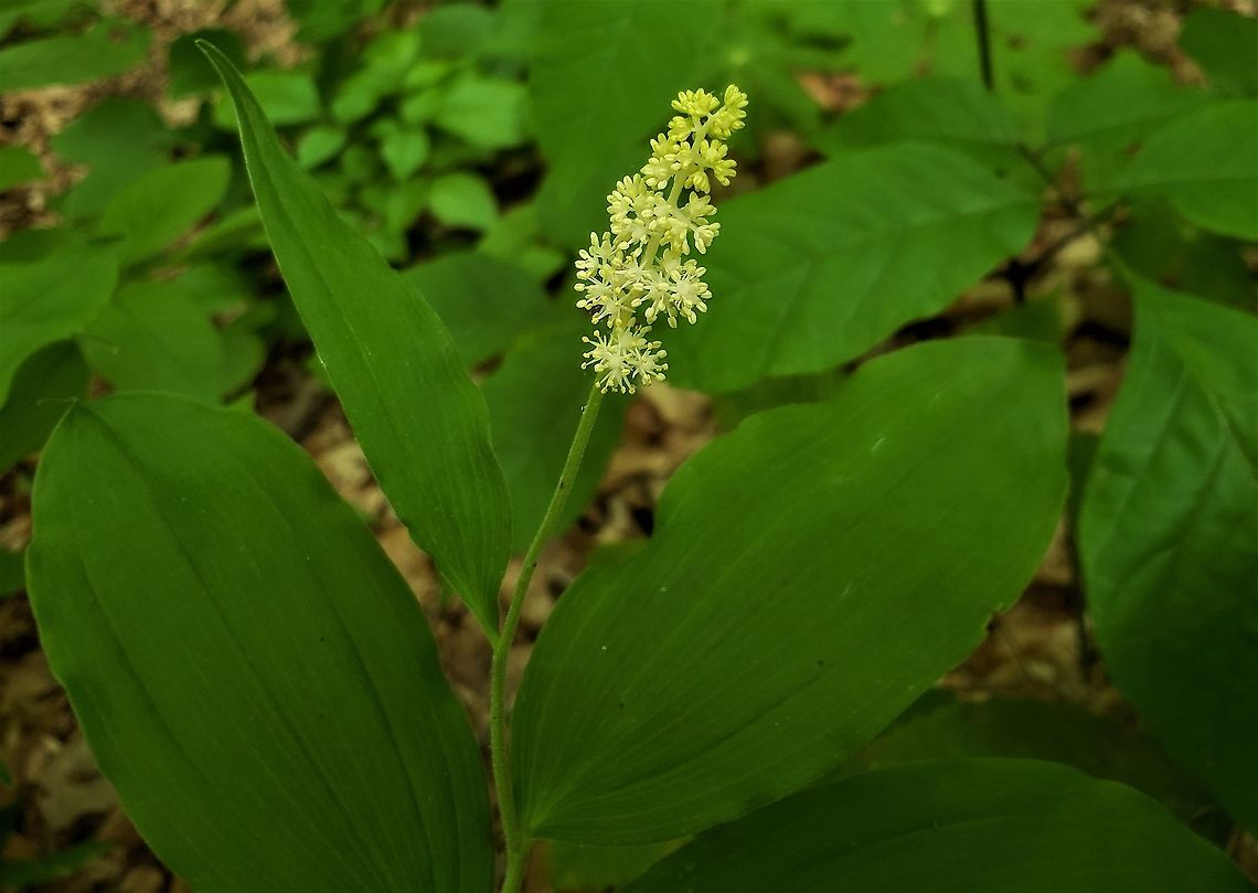 Maianthemum racemosum This is a picture of Maianthemum racemosum at Patapsco Valley State Park in Howard County, Maryland. Feathery false lily of the valley,Geotagged,Maianthemum racemosum,Spring,United States