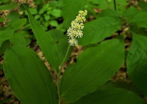 Maianthemum racemosum This is a picture of Maianthemum racemosum at Patapsco Valley State Park in Howard County, Maryland. Feathery false lily of the valley,Geotagged,Maianthemum racemosum,Spring,United States