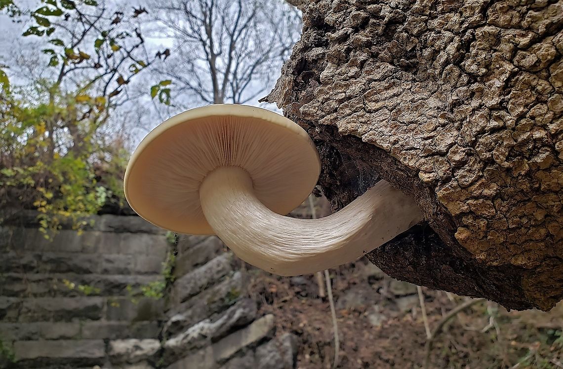 Hypsizygus ulmarius at Patapsco This is a picture of a Hypsizygus ulmarius along the Grist Mill Trail at Patapsco Valley State Park in Baltimore County, Maryland. Elm Oyster,Fall,Geotagged,Hypsizygus ulmarius,United States