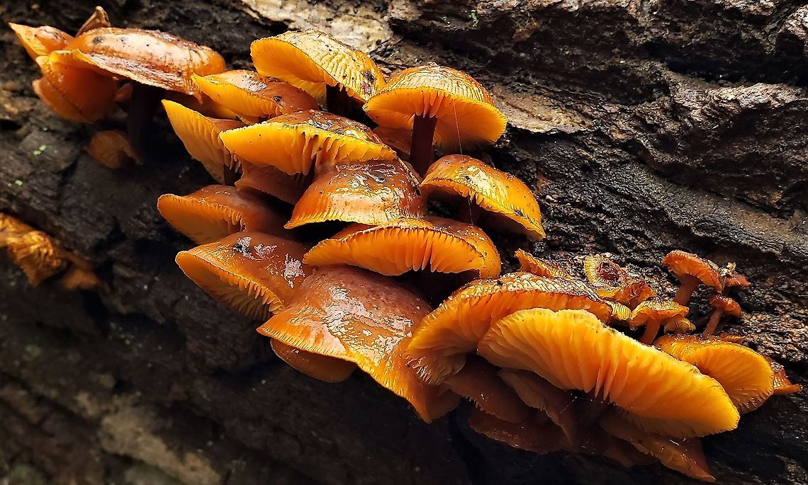 Velvet Foot Mushrooms At The Hilton Area This is a picture of Flammulina velutipes at the Hilton Area of Patapsco Valley State Park in Catonsville, Maryland. Enoki,Flammulina velutipes,Geotagged,United States,Winter