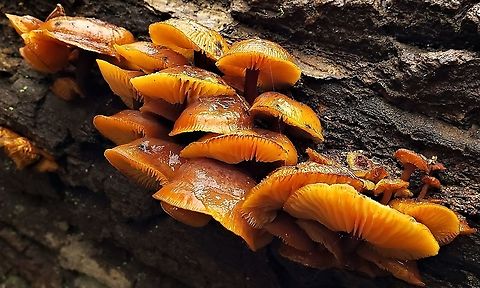 Velvet Foot Mushrooms At The Hilton Area This is a picture of Flammulina velutipes at the Hilton Area of Patapsco Valley State Park in Catonsville, Maryland. Enoki,Flammulina velutipes,Geotagged,United States,Winter