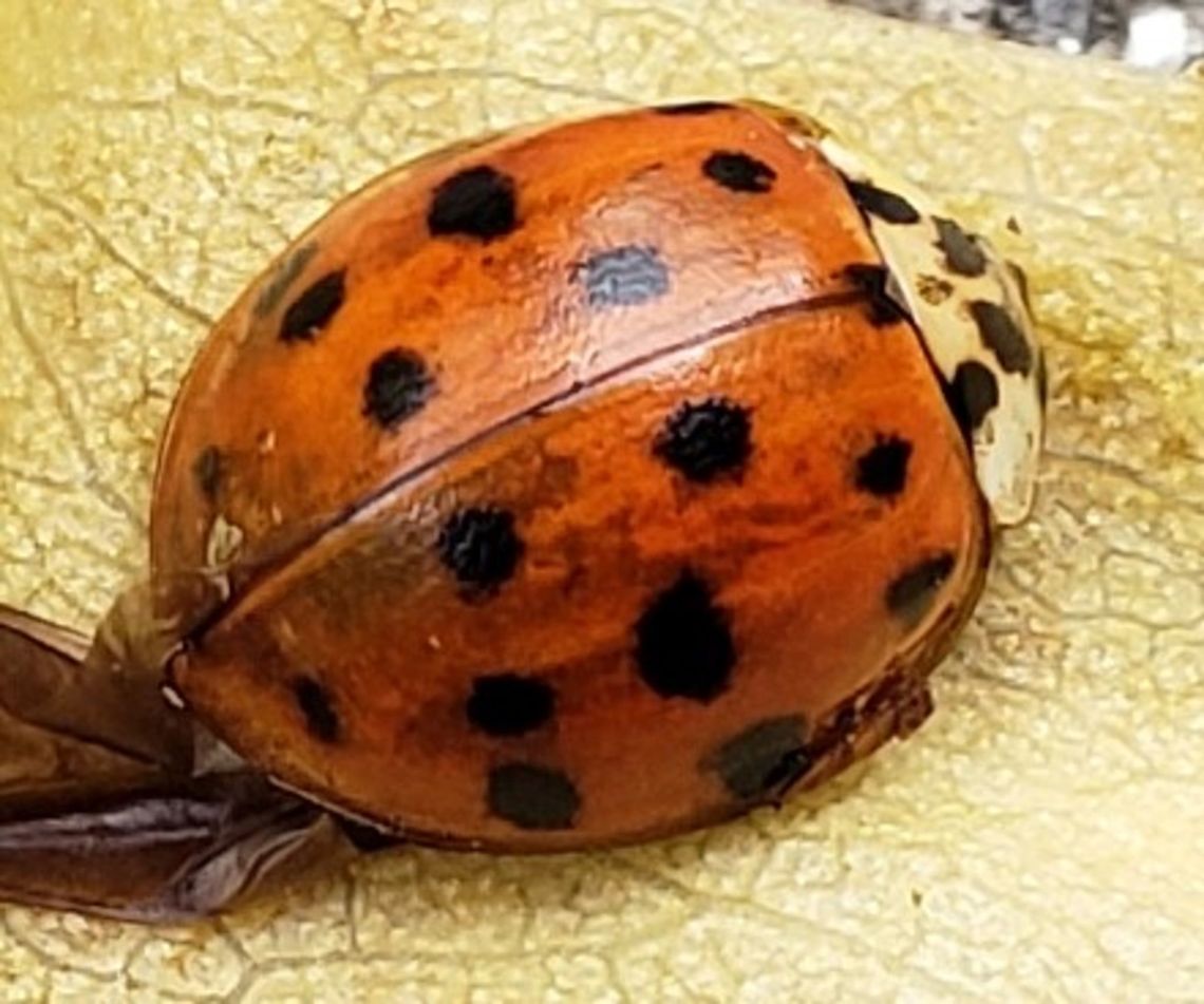 Asian Lady Beetle At Patapsco This is a picture of an Asian Lady Beetle at Patapsco Valley State Park in Baltimore County, Maryland. Geotagged,Harmonia axyridis,Spring,United States