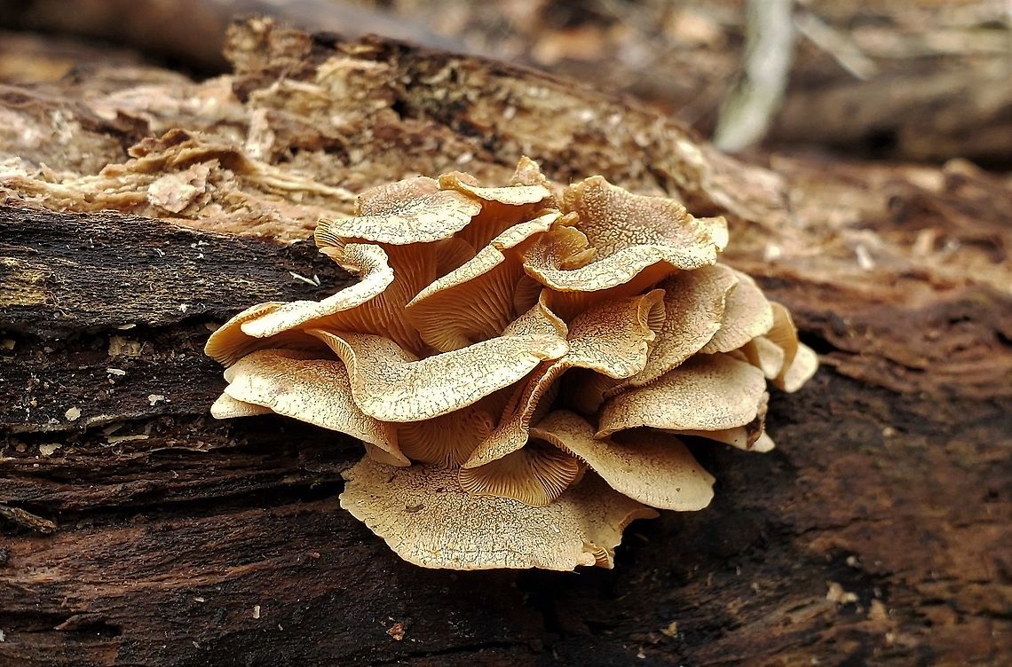 Bitter Oyster At Patapsco This is a picture of Bitter Oyster at Patapsco Valley State Park in Baltimore County, Maryland. Bitter oyster,Geotagged,Panellus stipticus,United States,Winter