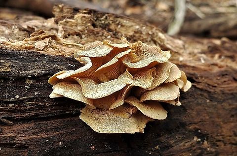 Bitter Oyster At Patapsco This is a picture of Bitter Oyster at Patapsco Valley State Park in Baltimore County, Maryland. Bitter oyster,Geotagged,Panellus stipticus,United States,Winter