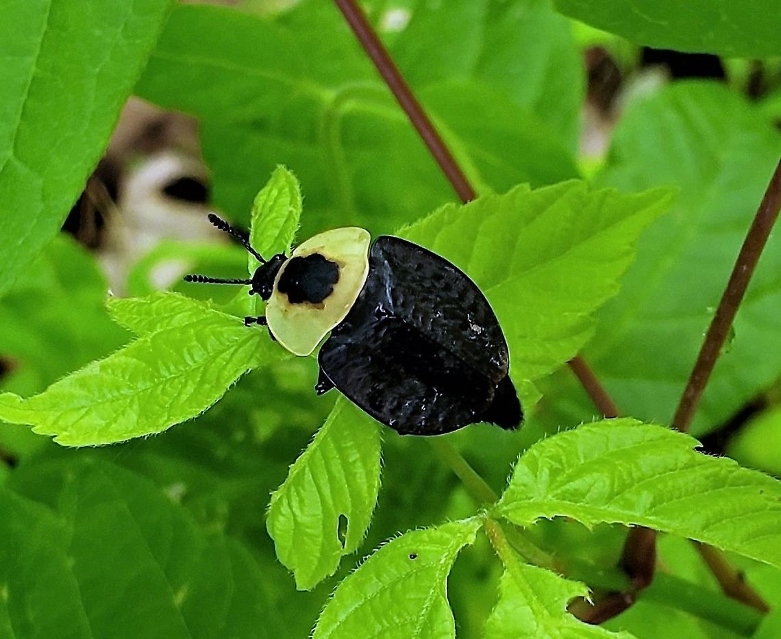 American Carrion Beetle At Patapsco This is a picture of an American Carrion Beetle at Patapsco Valley State Park in Catonsville, Maryland. American Carrion Beetle,Geotagged,Necrophila americana,Spring,United States