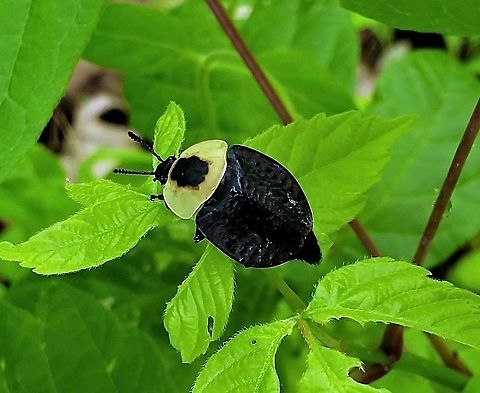 American Carrion Beetle At Patapsco This is a picture of an American Carrion Beetle at Patapsco Valley State Park in Catonsville, Maryland. American Carrion Beetle,Geotagged,Necrophila americana,Spring,United States