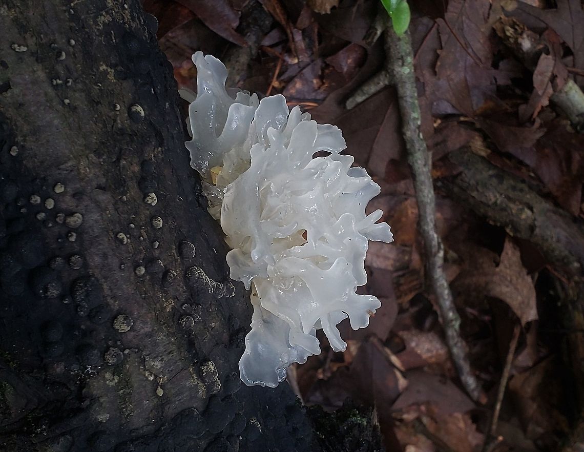 Snow Fungus At North Tract This is a picture of snow fungus on the North Tract of the Patuxent Research Refuge near Fort Meade, Maryland. Geotagged,Snow Fungus,Summer,Tremella fuciformis,United States