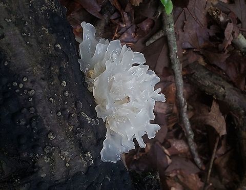 Snow Fungus At North Tract This is a picture of snow fungus on the North Tract of the Patuxent Research Refuge near Fort Meade, Maryland. Geotagged,Snow Fungus,Summer,Tremella fuciformis,United States