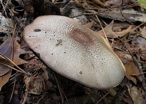 Agaricus vinosobrunneofumidus This is a picture of Agaricus vinosobrunneofumidus on the South Tract of the Patuxent Research Refuge near Laurel, Maryland. Agaricus vinosobrunneofumidus,Fall,Geotagged,United States