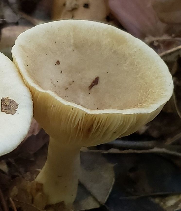 Common Funnel At South Tract This is a picture of Infundibulicybe gibba on the South Tract of the Patuxent Research Refuge near Laurel, Maryland. Fall,Geotagged,Infundibulicybe gibba,United States